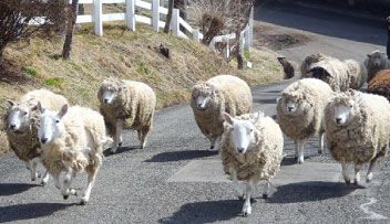 動物ふれあい体験 体験教室 まきば農園 日本一富士山の絶景を望める静岡の牧場 まかいの牧場へようこそ